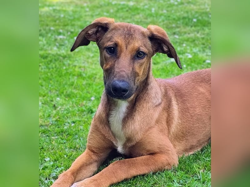 SKYE - Junger Entdecker sucht Zuhause