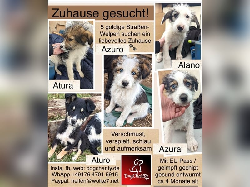Azuro - Welpe mit Himmelblauen Augen