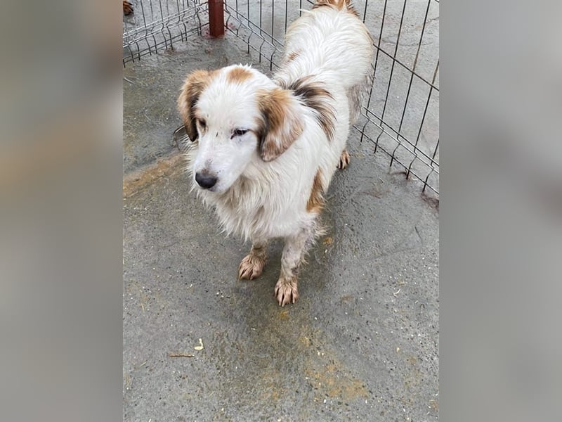 HSH Mix Rüde sucht ein Zuhause  