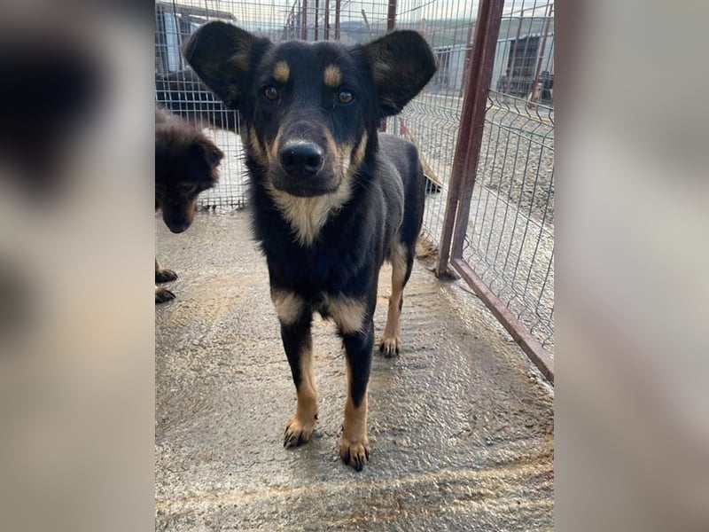 Schüchterner Benny sucht ein Zuhause  