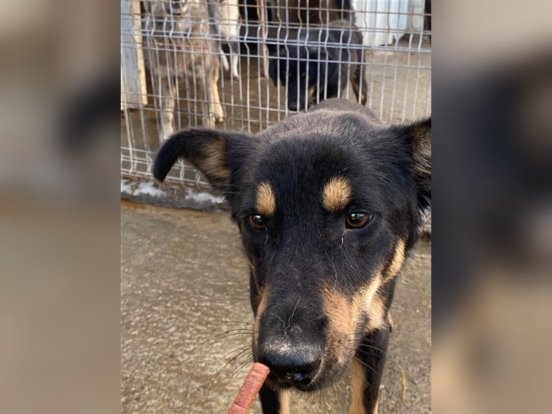 Schüchterner Benny sucht ein Zuhause  