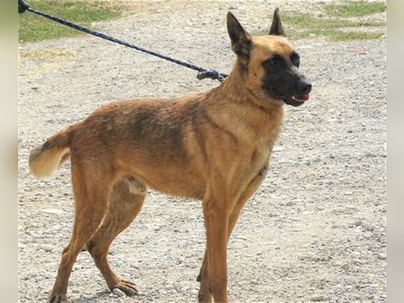 Ike, Malinois Mischling