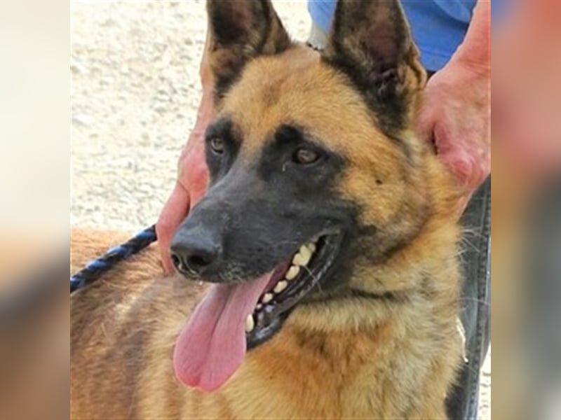 Ike, Malinois Mischling