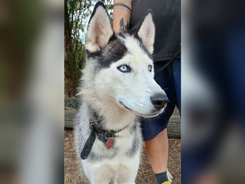 Maddox, Husky Malamute Mischling