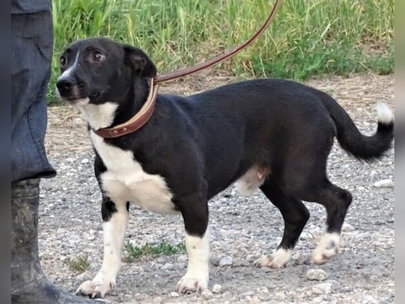 Bruno, Mischling