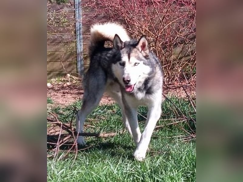 Husky-Malamute-Mischling MAX sucht Kenner seiner Rasse