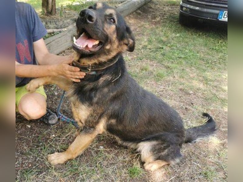 Hunter, Schäferhund-Mischling ca. 55 cm groß