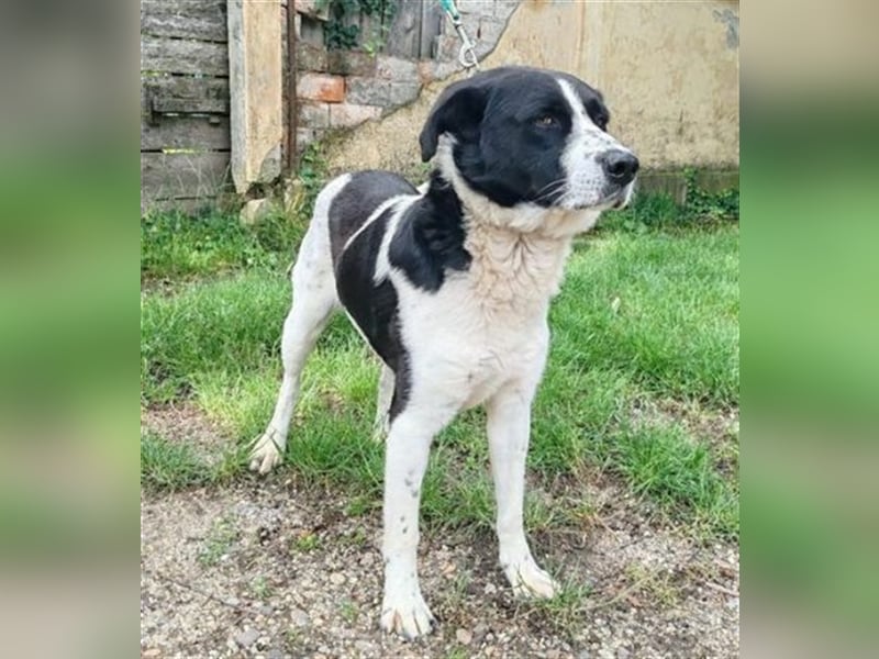 Cooper 3, Border Collie Mischling