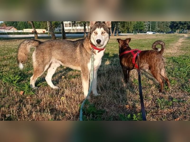 Jackie, Husky Mischling