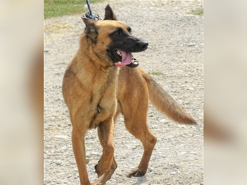Ike, Malinois Mischling