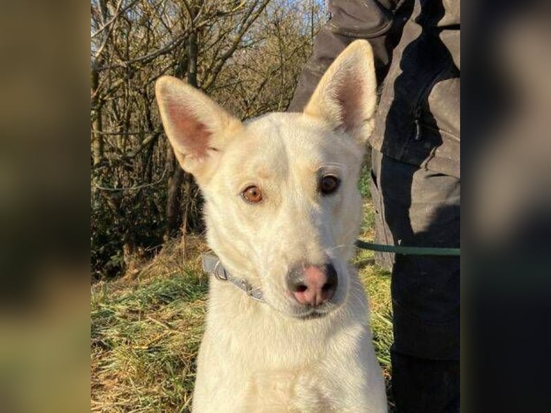 Nanouk, Husky Mischling, aktuell ca. 43 cm