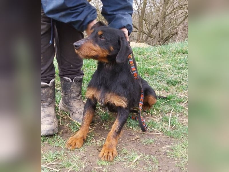 Brik, Terrier Mischling