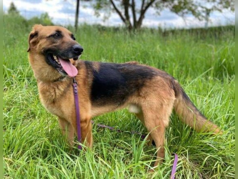 Duke, Schäferhund Mischling