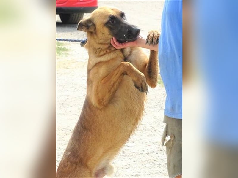 Ike, Malinois Mischling