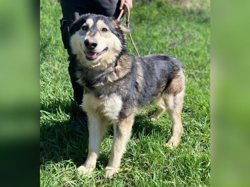 Micky, Husky Mischling