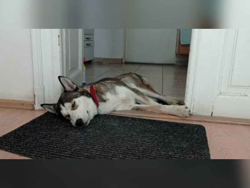 Jackie, Husky Mischling
