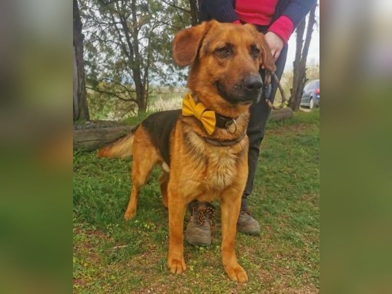 Duke, Schäferhund Mischling