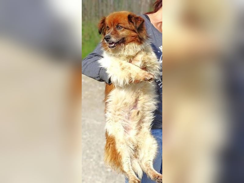 Peki, Mischling