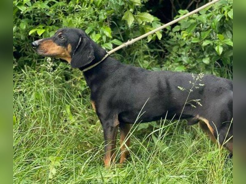 Roky 2, Mischling