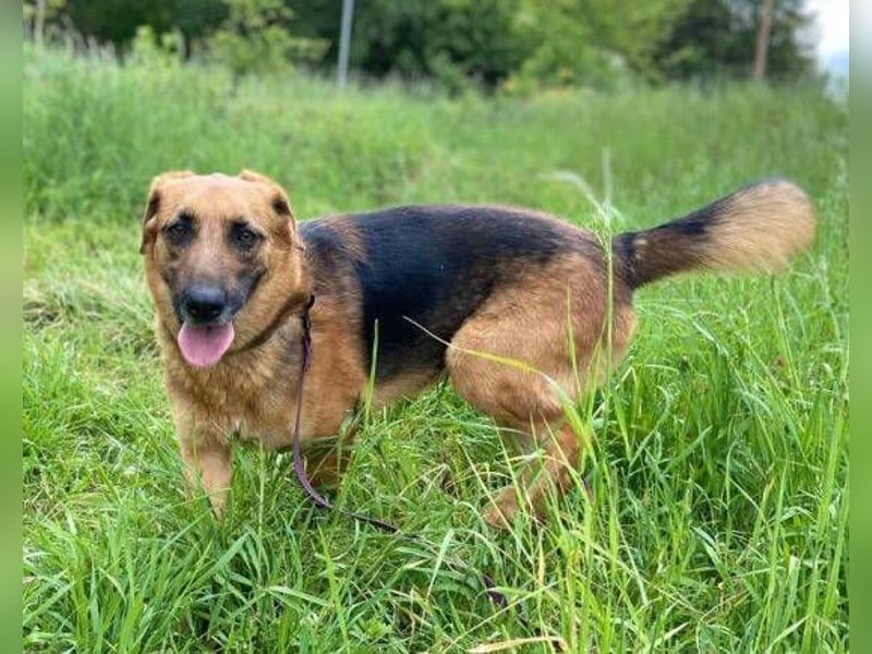 Duke, Schäferhund Mischling