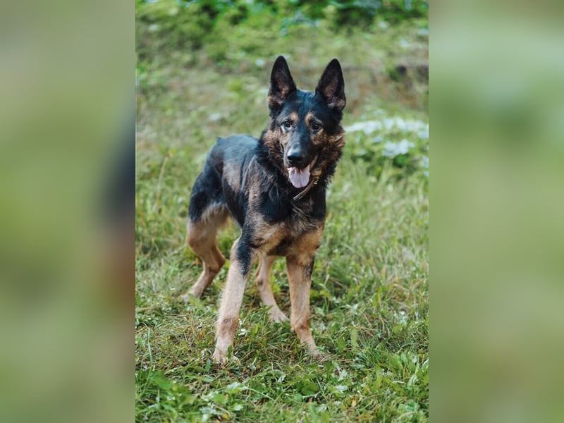 Hunter, Schäferhund-Mischling ca. 55 cm groß