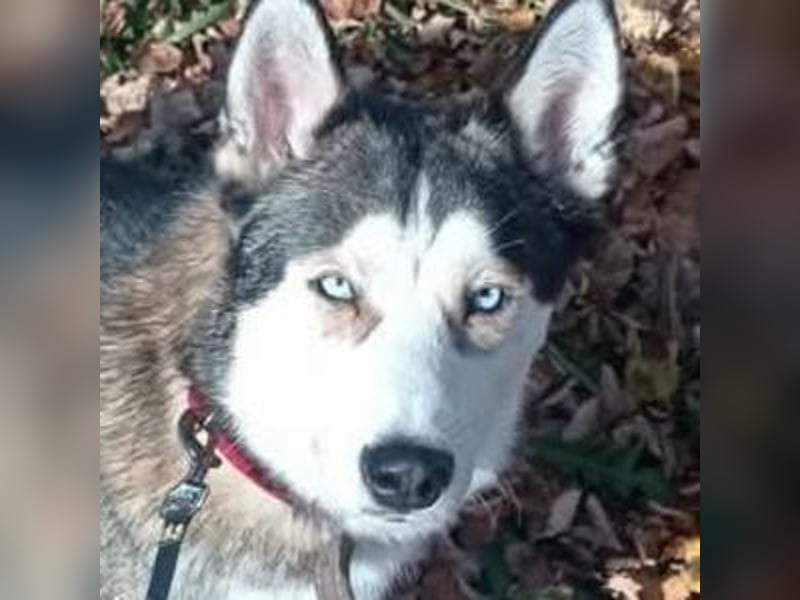 Jackie, Husky Mischling