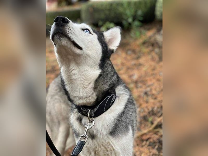 Maddox, Husky Malamute Mischling