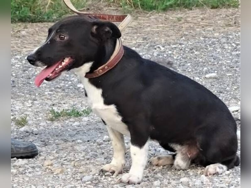 Bruno, Mischling