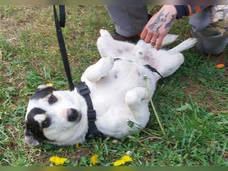 Astor 2, Jack Russell Mischling