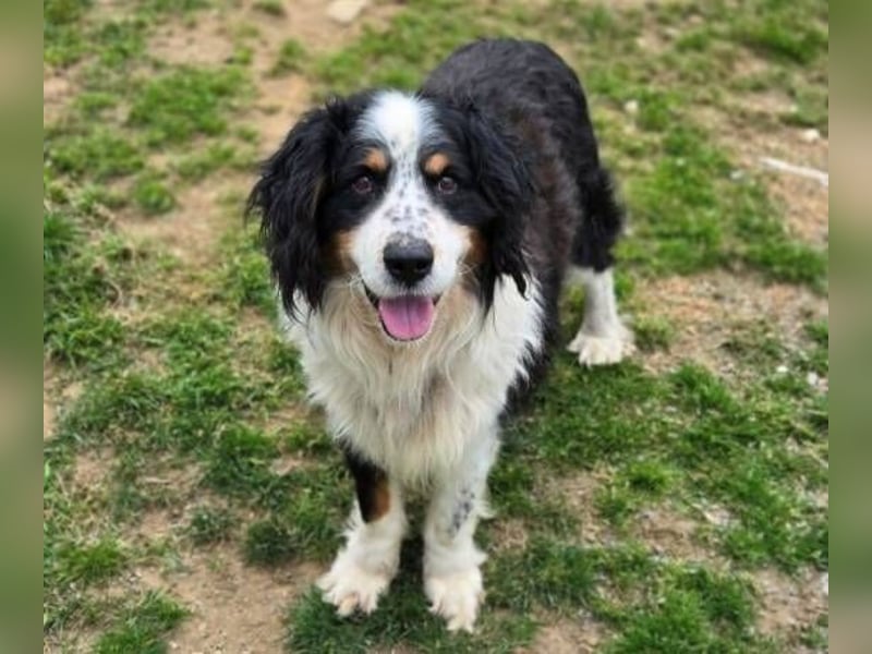Nerko, Bener Sennenhund Mischling