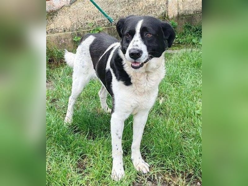 Cooper 3, Border Collie Mischling