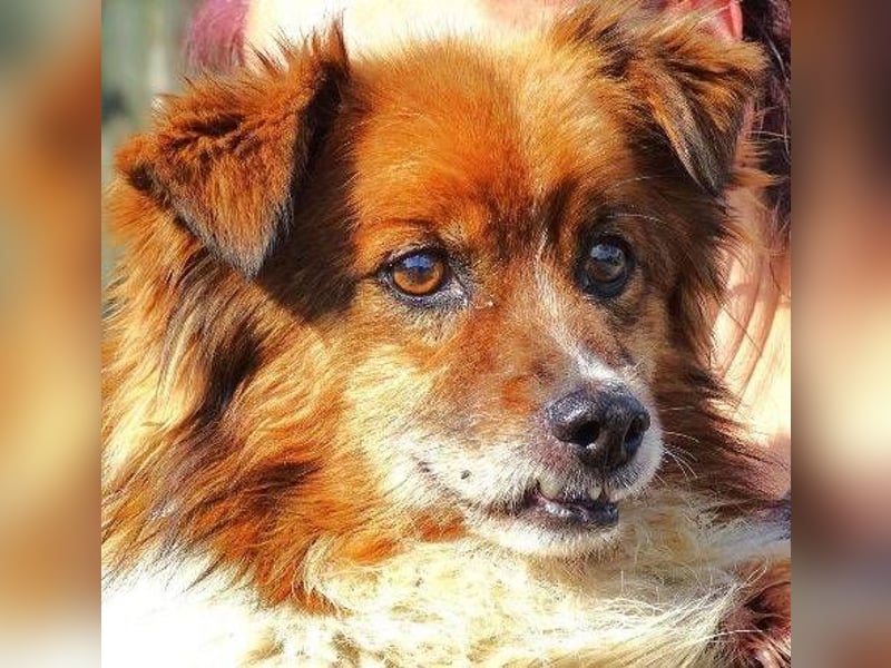 Peki, Mischling