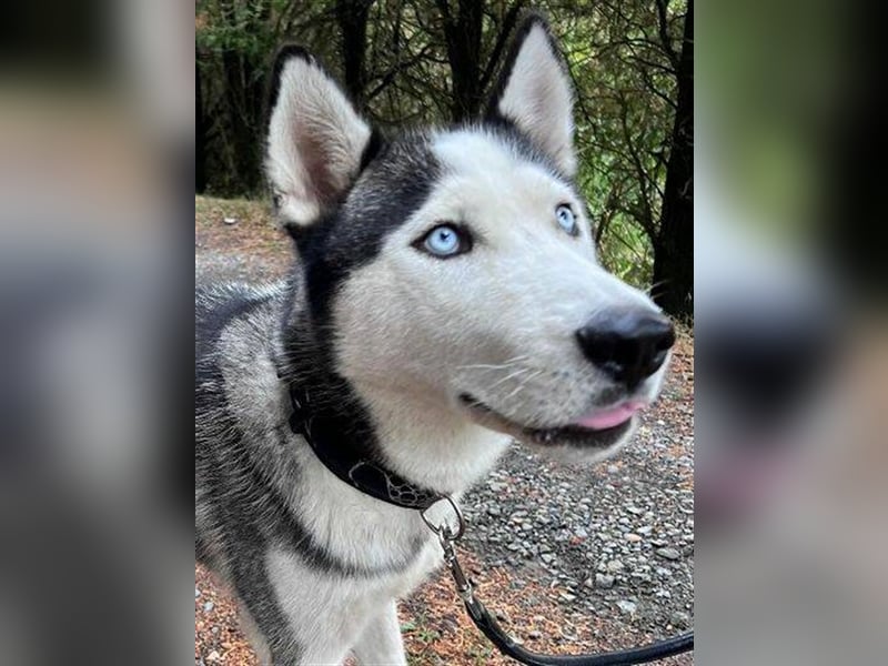 Maddox, Husky Malamute Mischling