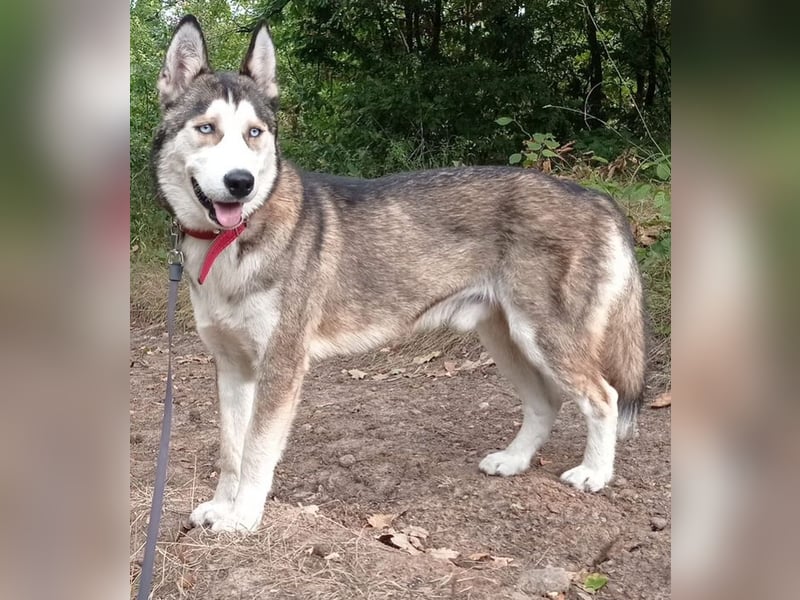 Jackie, Husky Mischling
