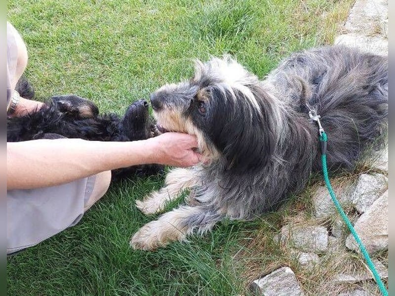 Bobby 2, Mischling
