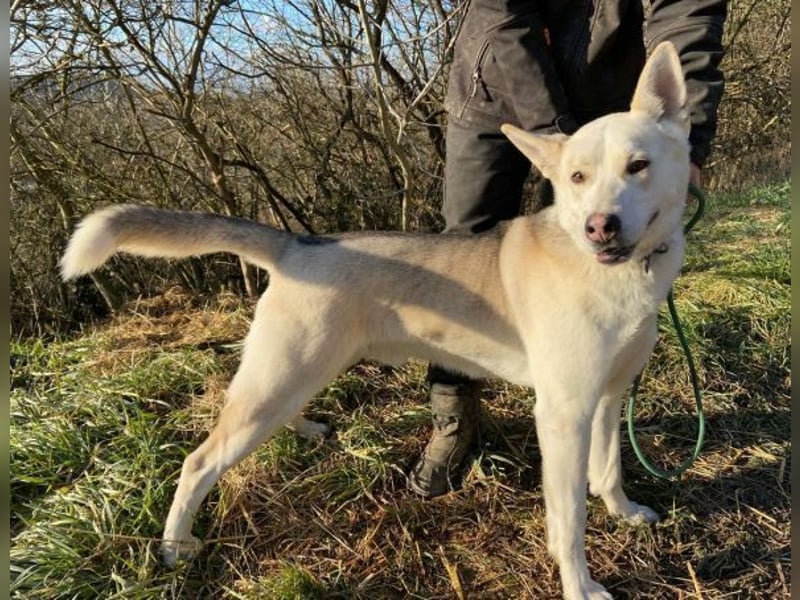 Nanouk, Husky Mischling, aktuell ca. 43 cm