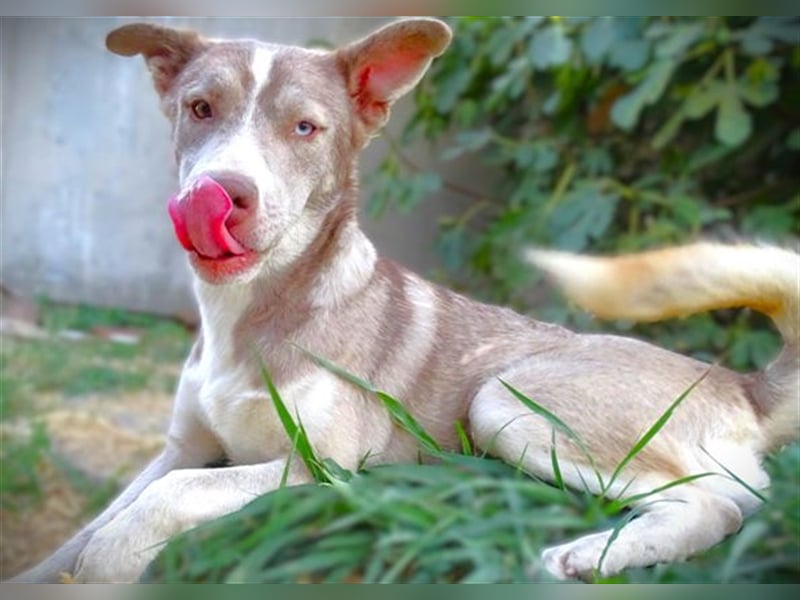 Ben, Husky Mischling