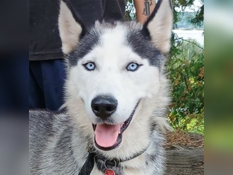Maddox, Husky Malamute Mischling
