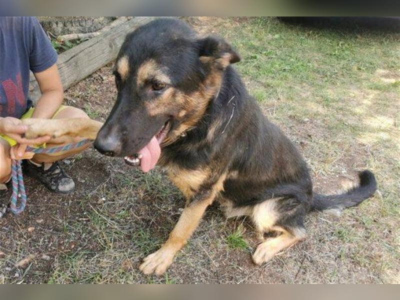 Hunter, Schäferhund-Mischling ca. 55 cm groß