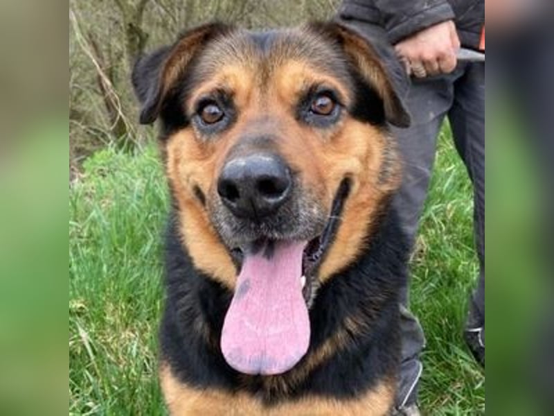 Zeus, Rottweiler Mischling