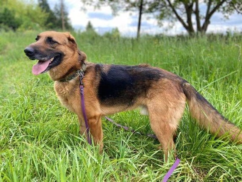 Duke, Schäferhund Mischling