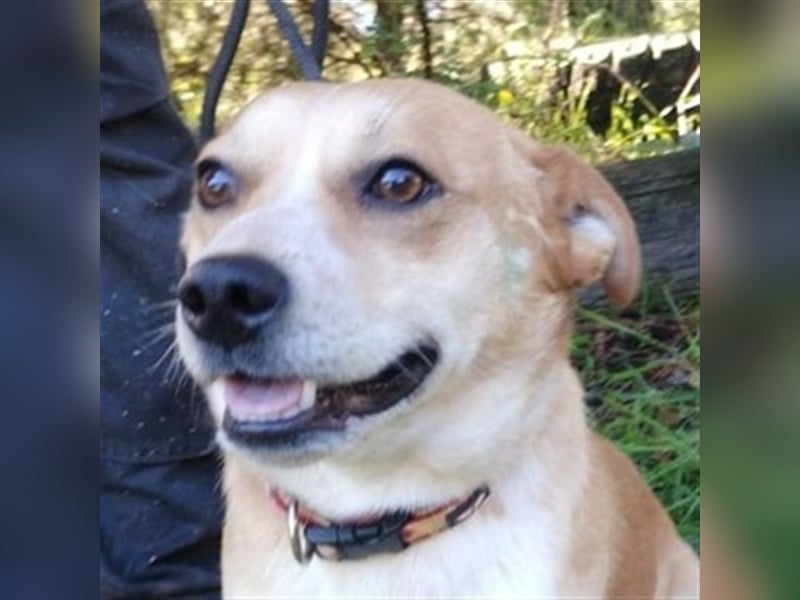 Smiley, Mischling
