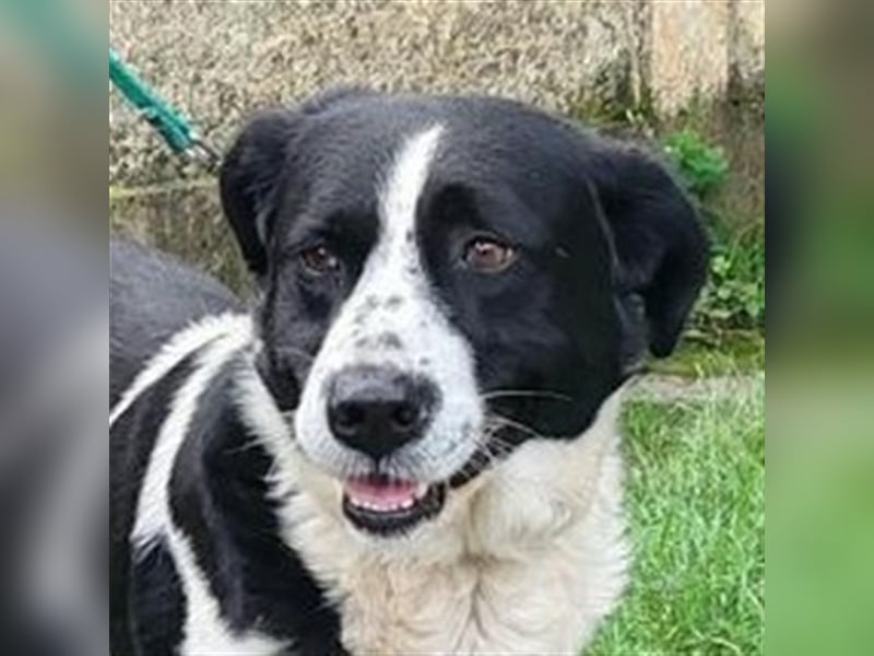 Cooper 3, Border Collie Mischling