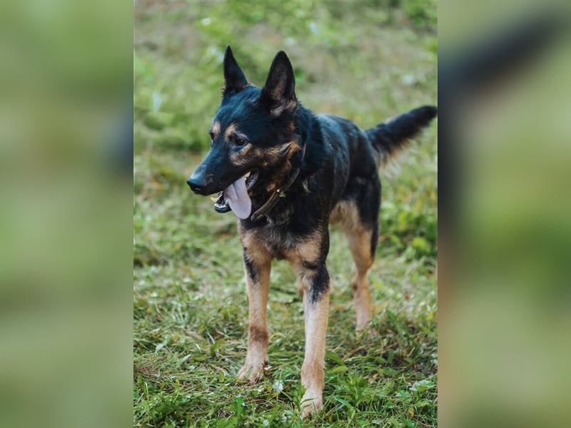 Hunter, Schäferhund-Mischling ca. 55 cm groß