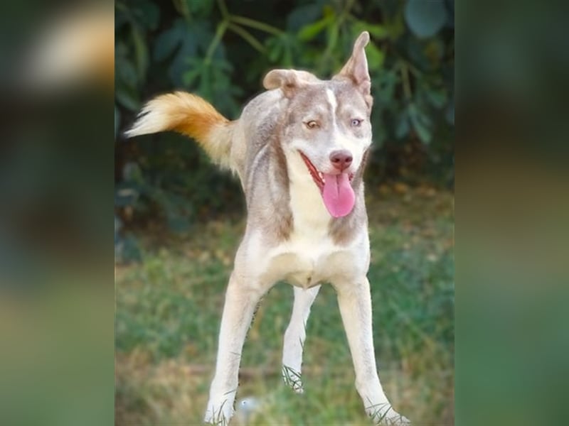 Ben, Husky Mischling