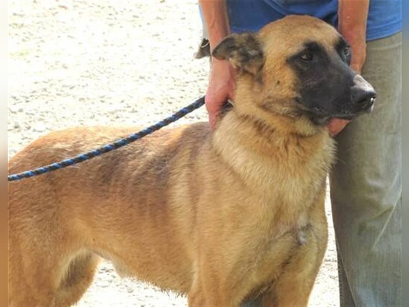 Ike, Malinois Mischling