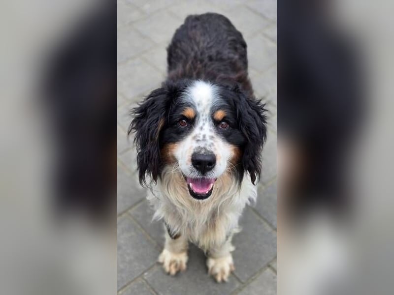 Nerko, Bener Sennenhund Mischling