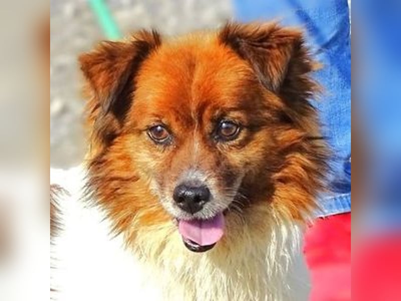 Peki, Mischling