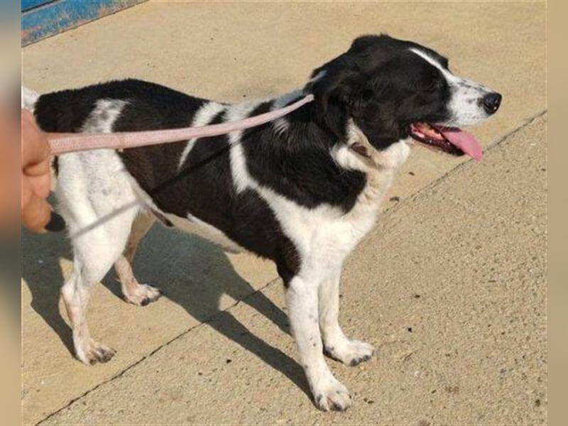 Cooper 3, Border Collie Mischling