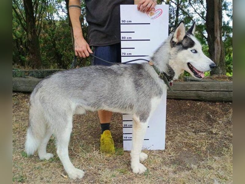 Maddox, Husky Malamute Mischling